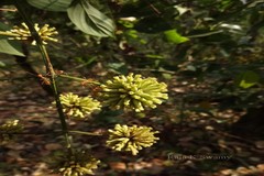 Uncaria sessilifructus
